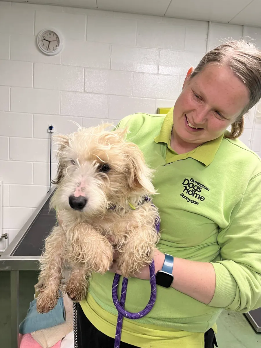 A Birmingham Dogs Home carer holding a scruffy rescue terrier